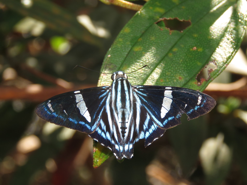 Thermus Skipper