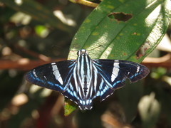 Phocides thermus