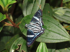 Phocides thermus