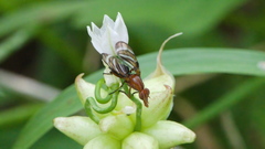 Tritoxa incurva