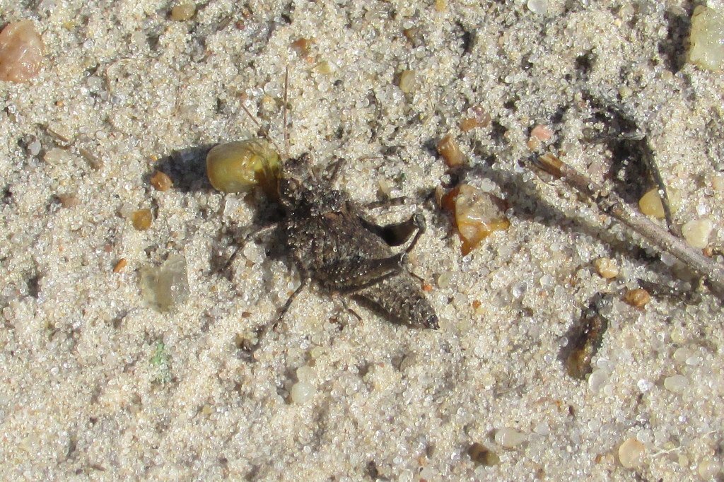 Ommexecha virens
