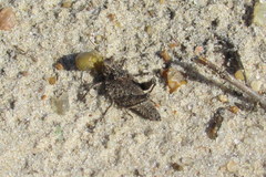Ommexecha virens