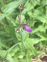 Penstemon tenuis