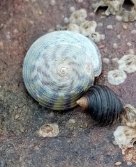 Steromphala umbilicalis