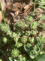 Sedum glaucophyllum