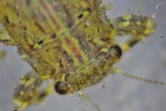 Eurylophella enoensis