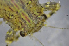 Eurylophella enoensis