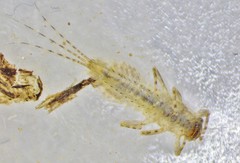 Eurylophella enoensis