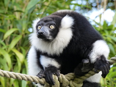 Black-And-White Ruffed Lemur photo 4
