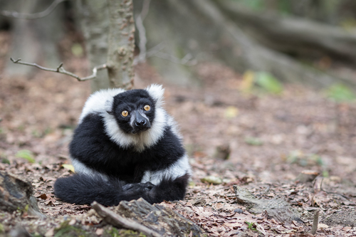 Black-and-white Ruffed Lemur