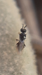Megaspilidae