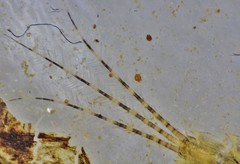 Eurylophella enoensis