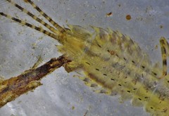 Eurylophella enoensis