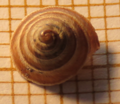 Trochoidea elegans image