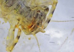 Eurylophella enoensis