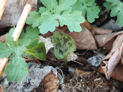 Trillium recurvatum