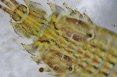 Eurylophella enoensis