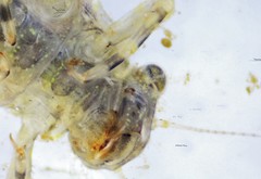 Eurylophella enoensis