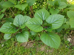 Clerodendrum bungei