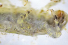 Eurylophella enoensis