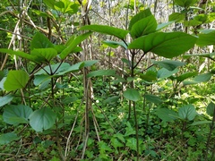 Clerodendrum bungei