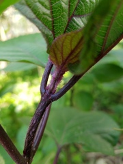 Clerodendrum bungei