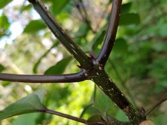 Clerodendrum bungei