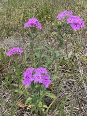 Phlox drummondii image
