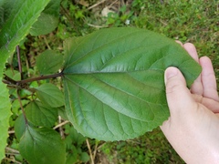 Clerodendrum bungei