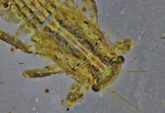 Eurylophella enoensis