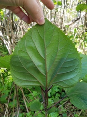 Clerodendrum bungei