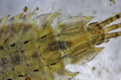 Eurylophella enoensis