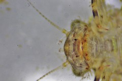 Eurylophella enoensis