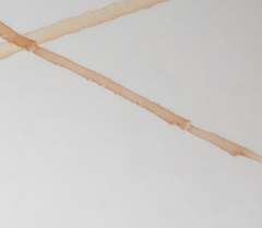 Hyperomyzus lactucae