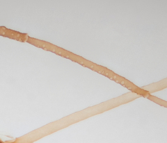 Hyperomyzus lactucae