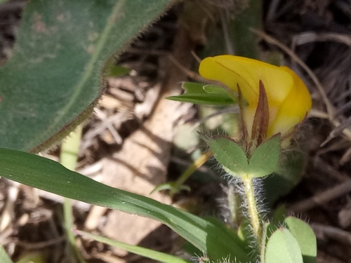 Lotus edulis image