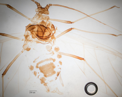 Hyperomyzus lactucae