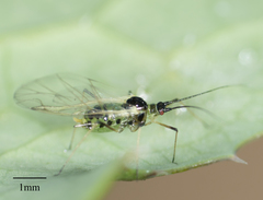 Hyperomyzus lactucae