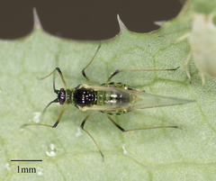 Hyperomyzus lactucae