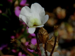 Nemesia bicornis