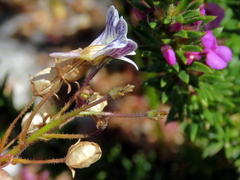 Nemesia bicornis