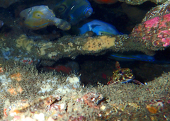 Bovichtus angustifrons