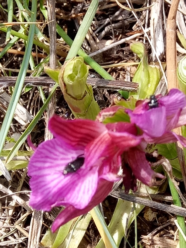 Anacamptis papilionacea subsp. expansa image