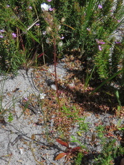 Nemesia bicornis