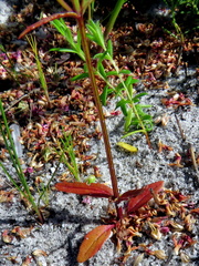 Nemesia bicornis