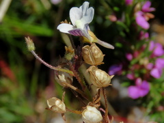 Nemesia bicornis