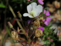Nemesia bicornis