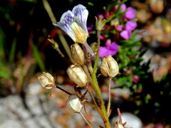 Nemesia bicornis