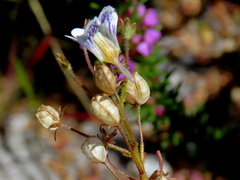 Nemesia bicornis
