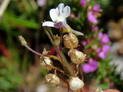 Nemesia bicornis